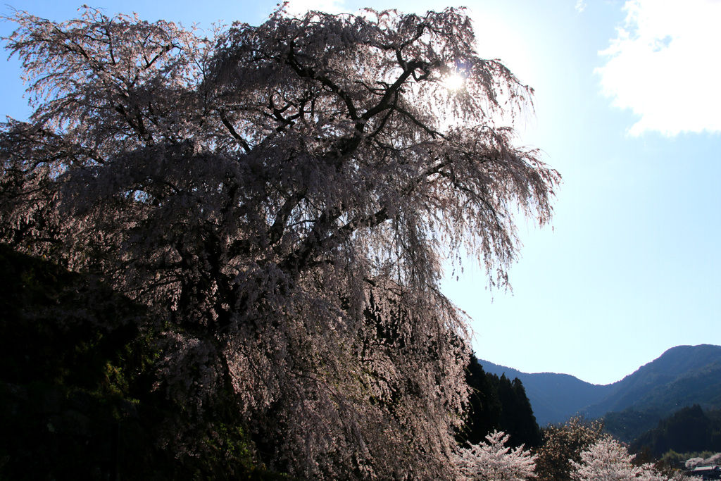 又兵衛桜4
