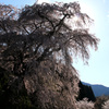 又兵衛桜4