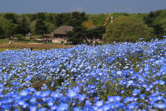 ひたち海浜公園のネモフィラ5