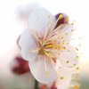 梅の花