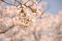 桜