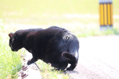 何かを見つけた黒猫