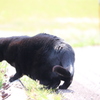 何かを見つけた黒猫
