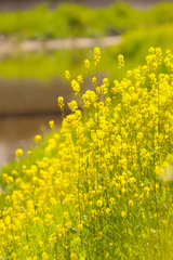 菜の花