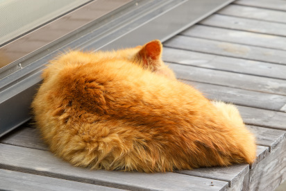 昼寝中の茶猫