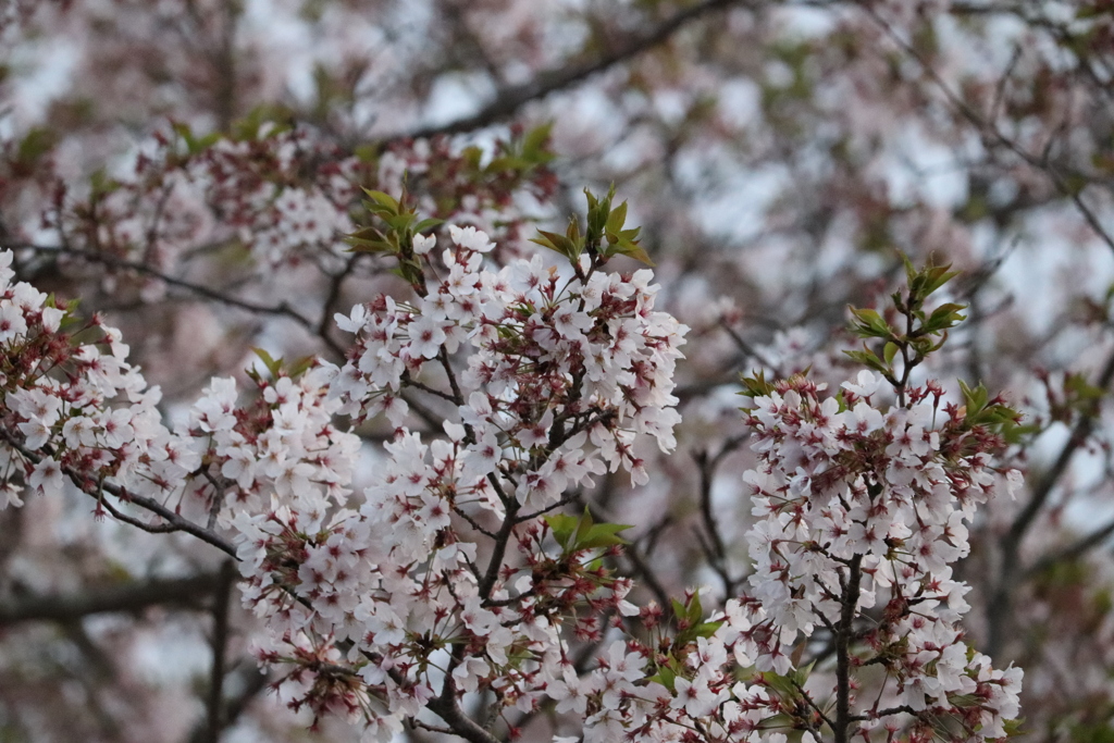 早朝の桜