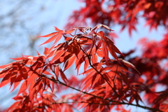 日光と紅葉