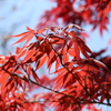 日光と紅葉