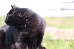 何かを見つめる黒猫