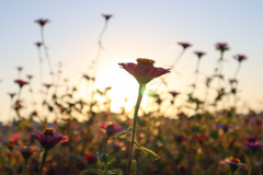 早朝の花