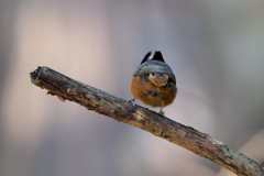ヤマガラのおしり