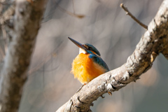 見上げるカワセミ