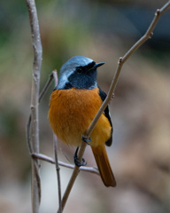 ジョウビタキ(2)