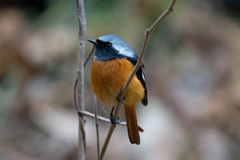 ジョウビタキ(オス)