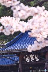 保寧山　瑠璃光寺と桜