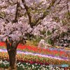 火の山トルコチューリップ園の桜とチューリップ達