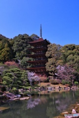 春の瑠璃光寺　五重塔