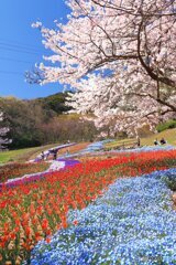 火の山トルコチューリップ園