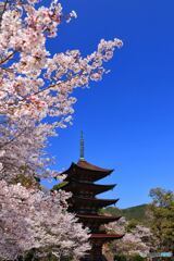 瑠璃光寺　五重塔と桜