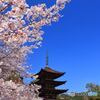 瑠璃光寺　五重塔と桜