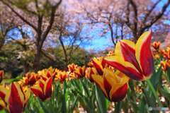 火の山トルコチューリップ園の桜とチューリップ達