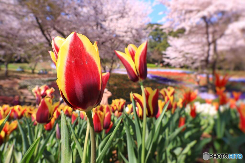 火の山トルコチューリップ園のチューリップ達