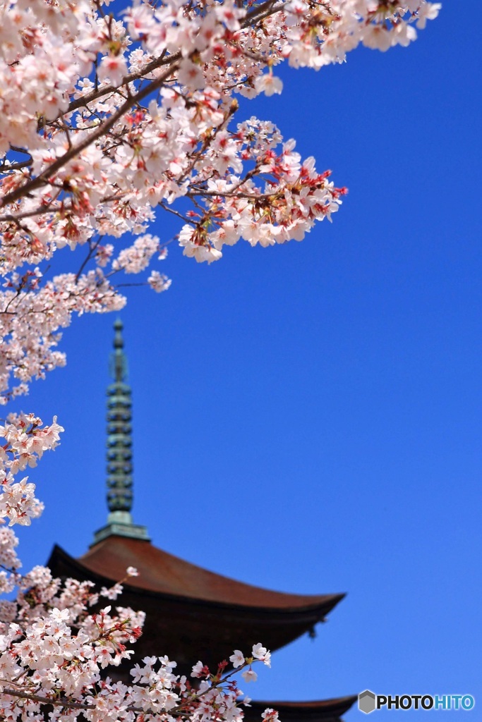 瑠璃光寺の五重塔と桜　