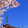 瑠璃光寺の五重塔と桜　