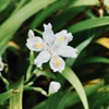 Iris Japonica