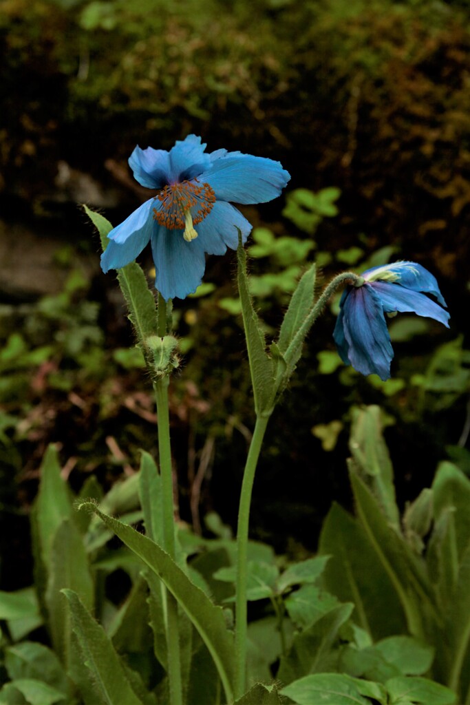 ケシの花　アオケシの花　ケシ