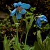 ケシの花　アオケシの花　ケシ