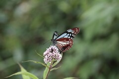 アサギマダラ