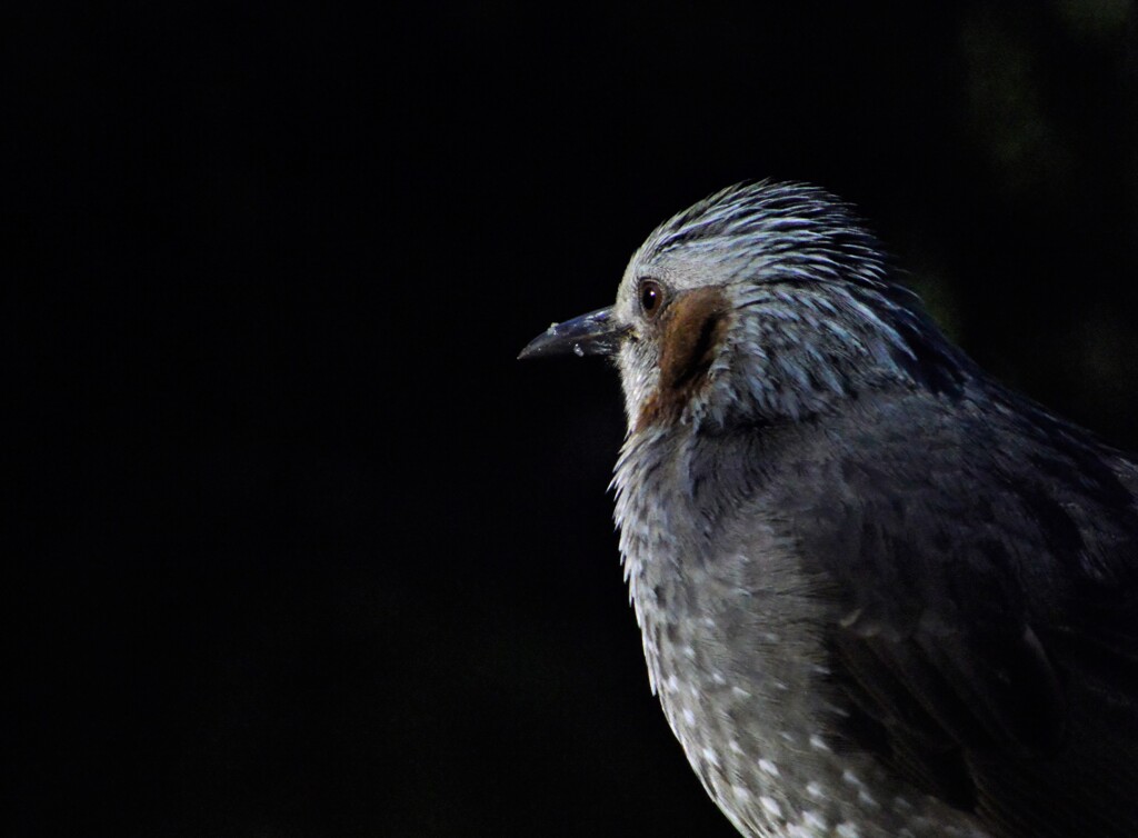 ヒヨドリ　野鳥　鵯　ひよどり