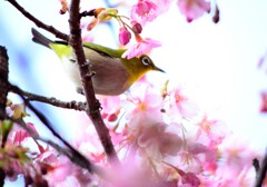 メジロ　河津桜　