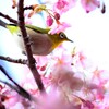 メジロ　河津桜　
