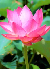 古代 はす
