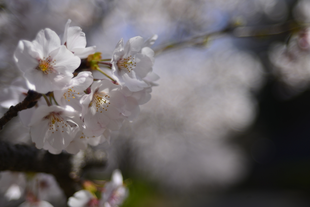 さくら　サクラ　桜　_M029726
