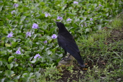 _TAN3646　カラス