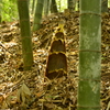 タケノコ　筍　竹　竹林