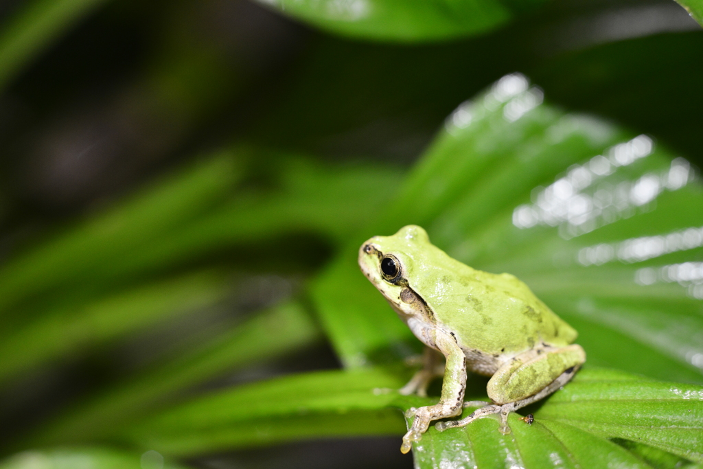 アマガエル