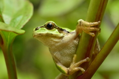 アマガエル　