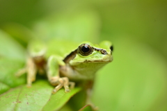 アマガエル