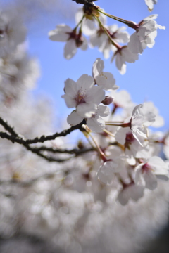 桜　さくら　サクラ_M029730