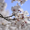 桜　さくら　サクラ_M029730