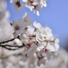 桜　さくら　サクラ_M029732