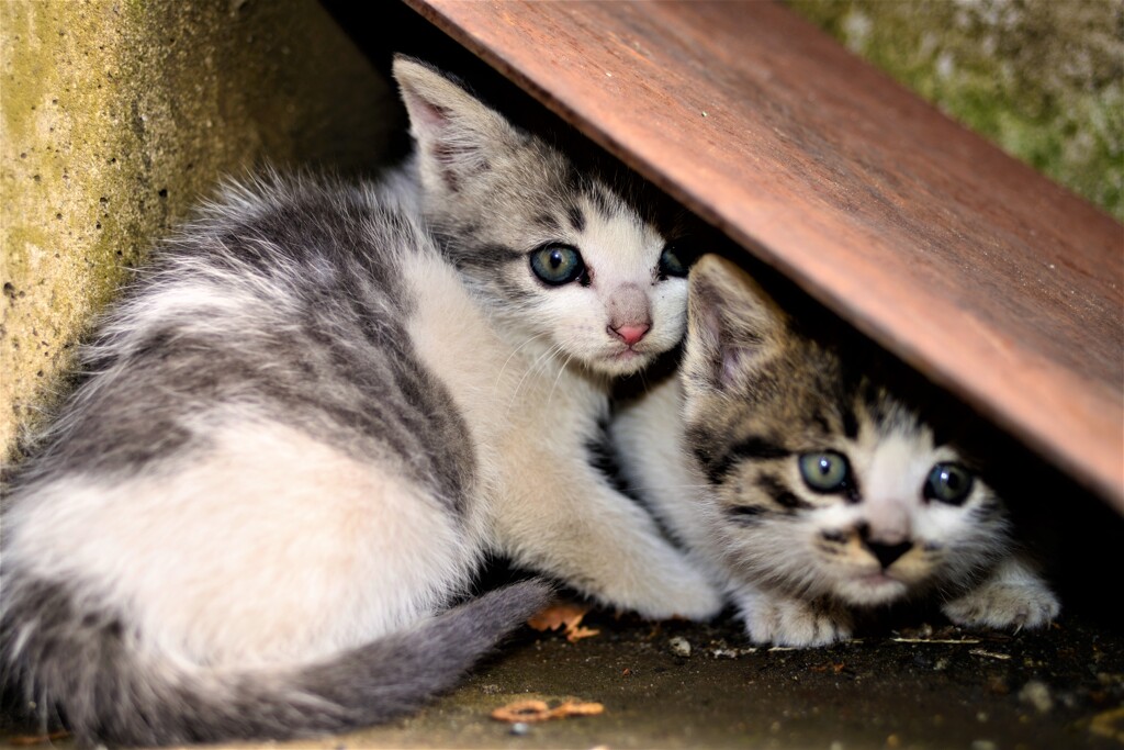 兄弟ねこ