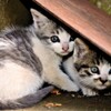 兄弟ねこ