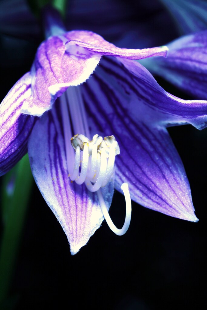 コバギボシの花
