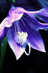 コバギボシの花