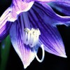 コバギボシの花